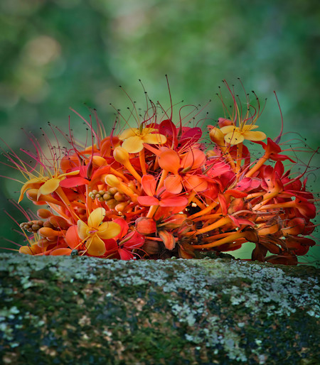 Flower, Macro, Nature, Photography, Plant